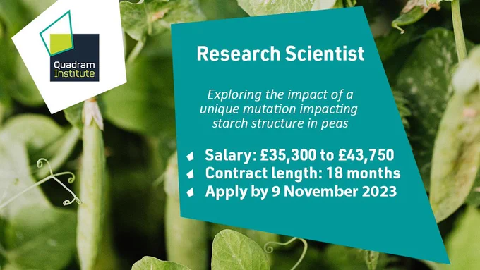 A social card with a photo of peas and the text "Research Scientist, Exploring the impact of a unique mutation impacting starch structure in peas. Salary: £35,300 to £43,750. Contract length: 18 months. Apply by 9 November 2023. On the left the Quadram Institute logo. 