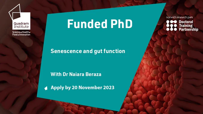 A social card with an image of inside intestine and the text, "Funded PhD, Senescence and gut function, with Dr Naiara Beraza. Apply by 20 November 2023