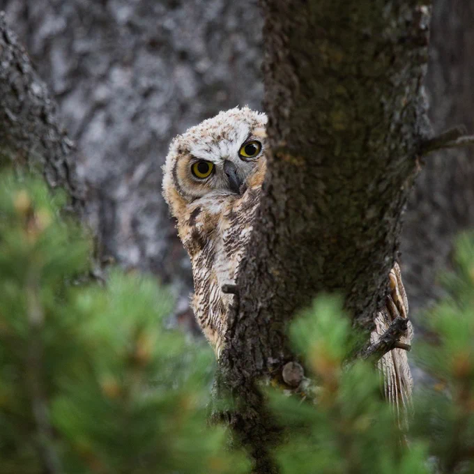 A young Great horned owl peers around a tree limb at Yellowstone National Park.