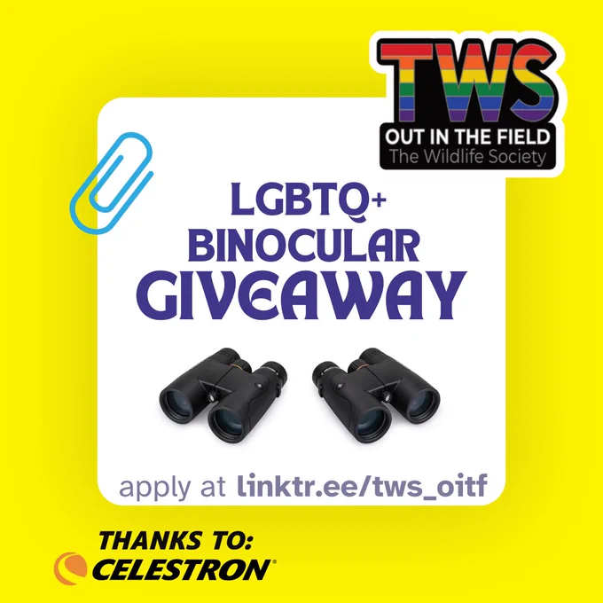 A white square within a yellow square. In the white square, there is dark purple text that reads
"LGBTQ BINOCULAR GIVEAWAY". Below that are two pairs of binoculars side by side. Below the binoculars in gray text says "apply at <OiTF linktree link>. On the left border of the the white square is a blue paper clip. On the top right corner is the OiTF rainbow logo. In the bottom left corner in the yellow square, black text reads "THANKS TO" and the Celestron logo.