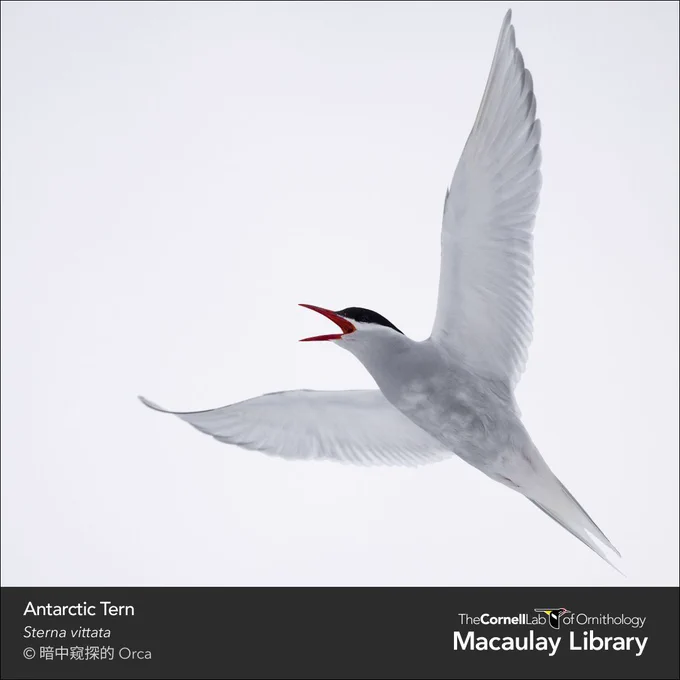 A white seabird with black cap, wings extended in upward flight. Text on image: Antarctic Tern, Sterna vittata, © © 暗中窥探的 Orca, Macaulay Library
