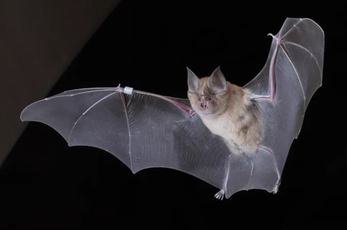 A picture of a bat (mammal)