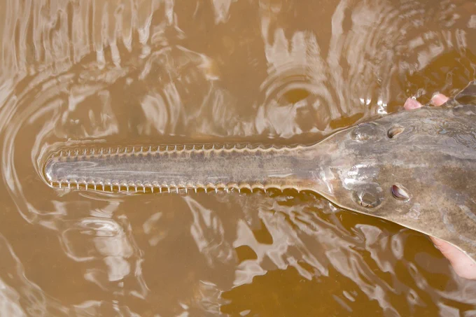 Smalltooth sawfish closeup. 