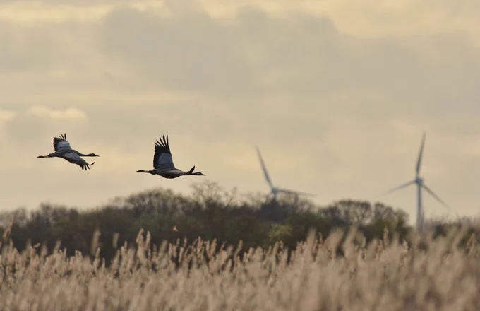 Two cranes flying over Hickling broad with wind turbines in the background