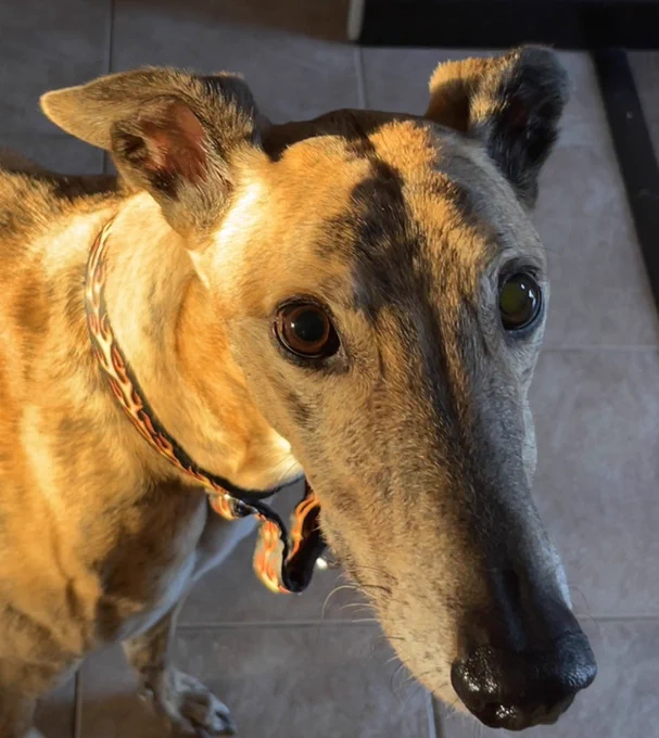 A brindle greyhound looks the picture of innocence. His nose glistens and if you look carefully there are a few crumbs of unknown origin on his face.