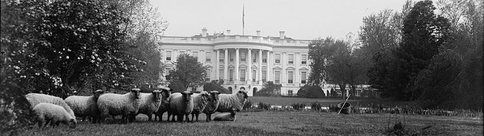 White House. Sheep on Lawn during the Woodrow Wilson Administration. Photo by Harris & Ewing. Between 1916-1919. https://www.loc.gov/pictures/item/2016854277/.