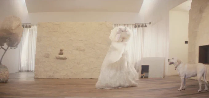 Sia in an all white outfit dancing alongside a yellow Labrador Retriever