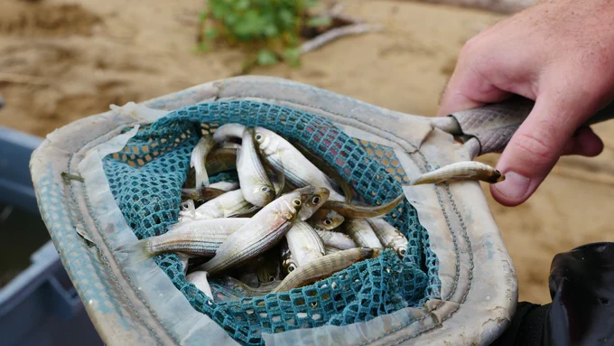 Juvenile striped bass counted during the 2018 young-of-year survey. 

Photo by Stephen Badger, Maryland Department of Natural Resources