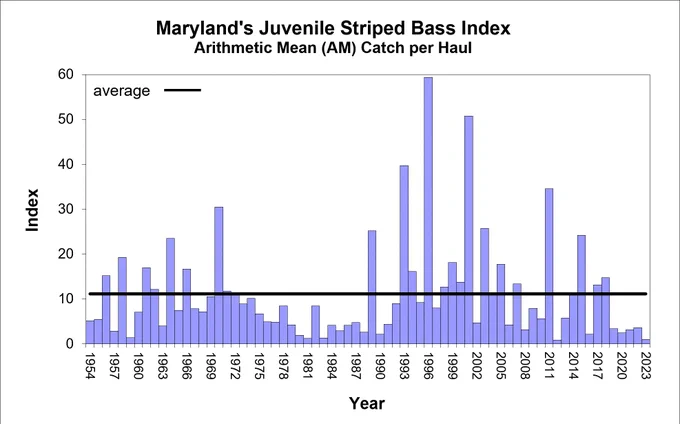 The results of Maryland’s juvenile striped bass survey over time. This graph uses the same data but measures the arithmetic mean rather than the geometric mean, which provides slightly different results. This year’s 1.0 index represents the geometric mean.