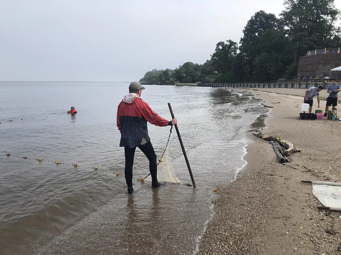 To conduct the young-of-year survey, DNR staff count the number of juvenile fish in each haul of a large seine net. Then they release the fish back into the Bay. 

Photo by Stephen Schatz, Maryland DNR