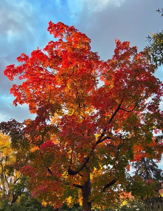 Autumn colors