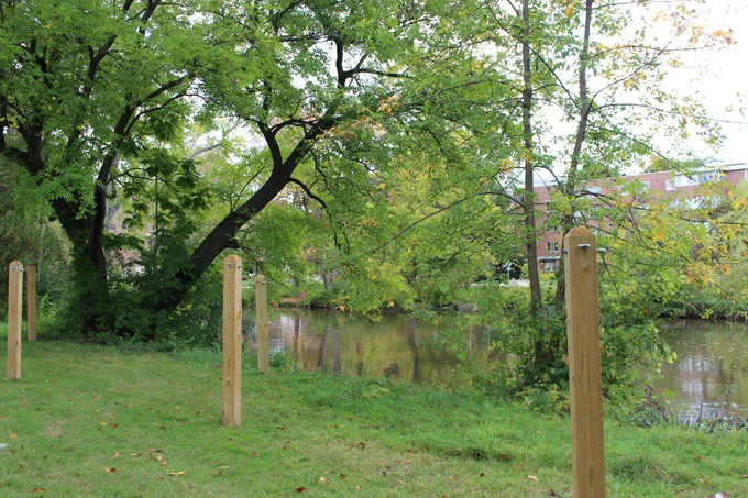 Newly installed hammock posts along the Red Cedar river.