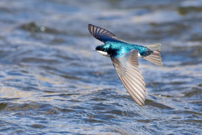 Tree swallow- photo credit Megan Buers