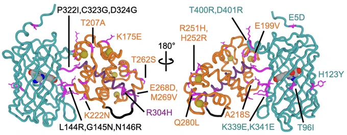T-GECO1 indicator structure