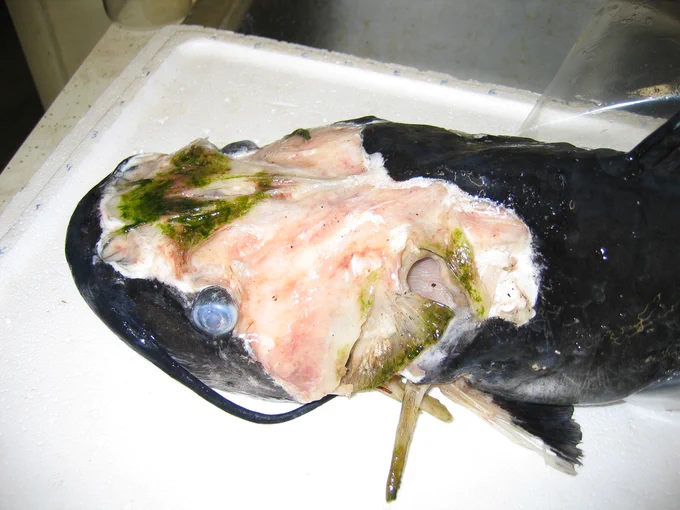 Catfish that has been infected in Enteric septicemia. 
