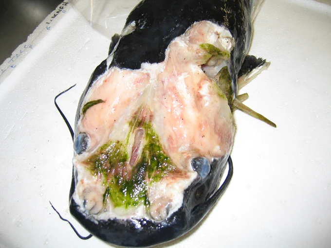 Catfish that has been infected in Enteric septicemia. 