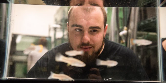 A K-State student researcher peers into a fish tank, observing the fish inside the tank.