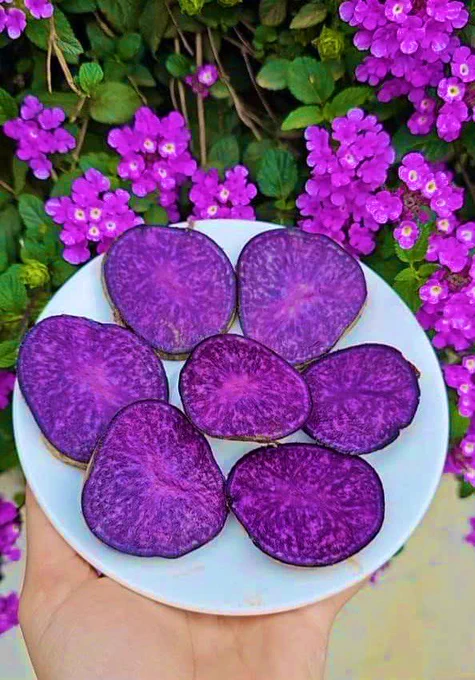 Khoai tây tím #khoaitim #violetpotato