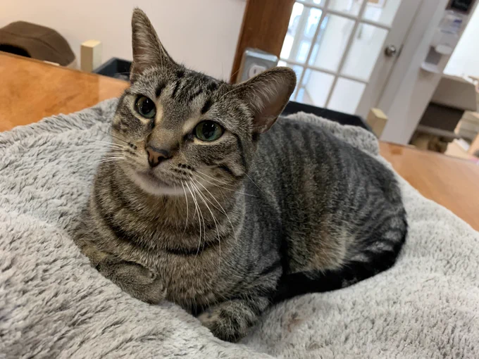 Tabby cat in a cat bed.