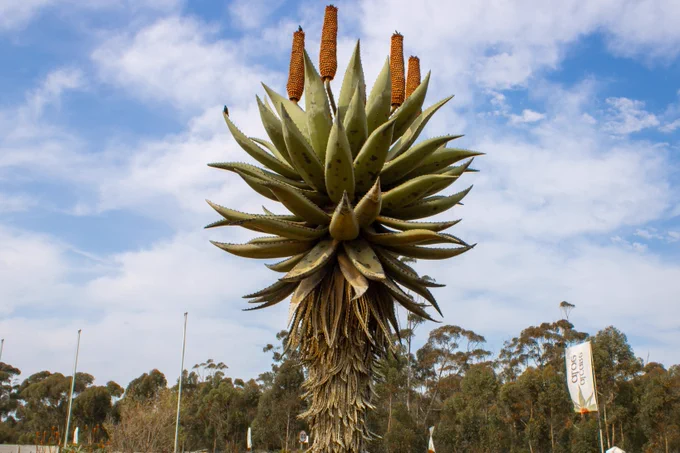 The giant Aloe Statue at The House of Aloes, along the N2 in Albertinia. 
