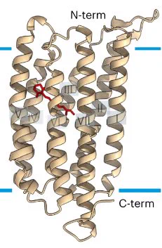 3D view of Fragilariopsis cylindrus (diatom) rhodopsin 1 (FcR1) as predicted by AlphaFold2