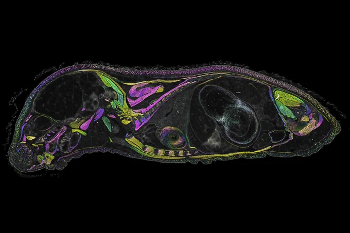 Young mouse sagittal unstained section – Michael Shribak, more details at: https://www.bioimagingnorthamerica.org/image-contest-2023/?image=young-mouse-sagittal-unstained-section-michael-shribak