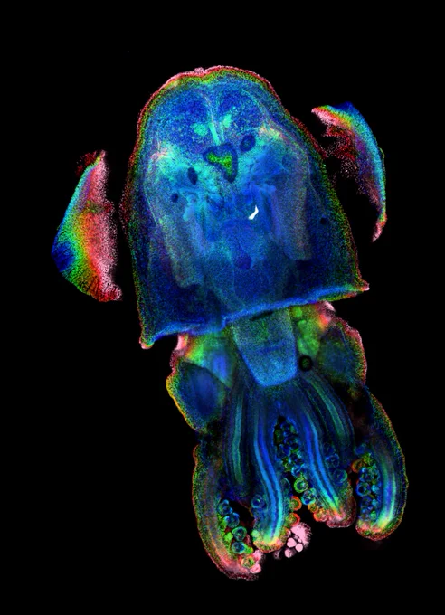 It takes two to Tanglow – Derrick Kamp, more details at: https://www.bioimagingnorthamerica.org/image-contest-2023/?image=it-takes-two-to-tanglow-derrick-kamp