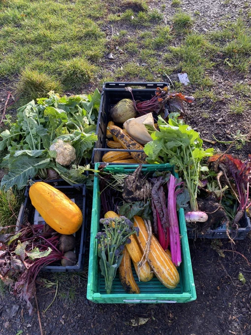 Crates of donated vegetables on the ground at the allotment site. Visible are squash, cauliflower, beetroot, swiss chard, tenderstem broccoli and swede.