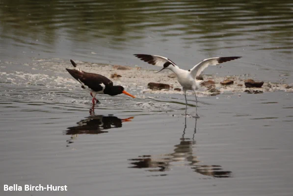 avocet and oyster catcher