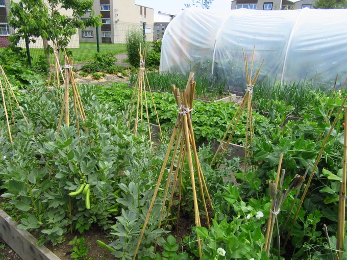 Photo by The Power of Food Festival, council estate food growing