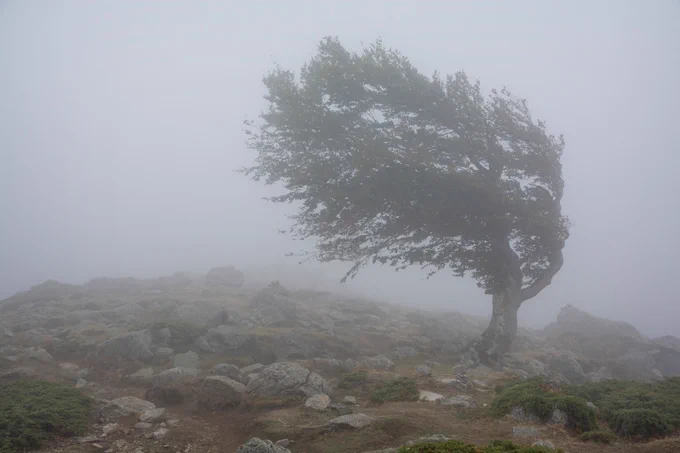 Tree blowing in the wind