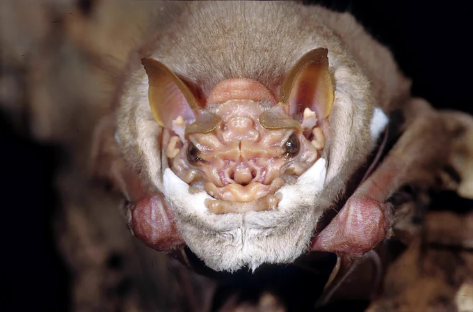 A male wrinkle-faced bar with his mask partially drawn up. 
Photo credit: M. Tschapka via New York Times