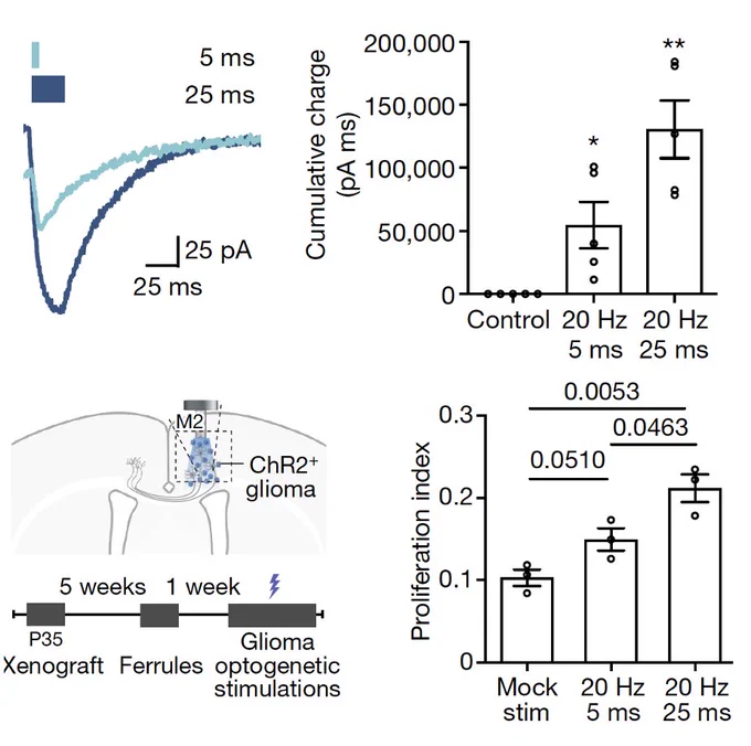 Using optogenetic depolarization of the glioma cells, we found that the larger the current, the bigger the growth effect. Stronger synapses, bigger currents, promote greater tumor cell proliferation.