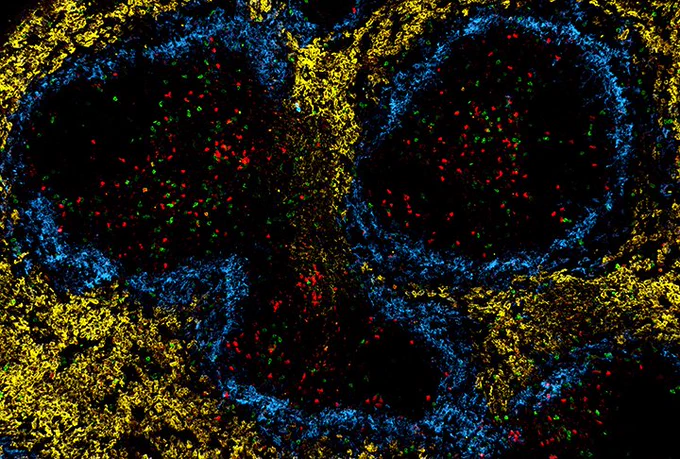 Healthy (red) and exhausted (green) T cells in the spleen of chronically infected mouse. (Image: Ana Maria Mansilla / Institute for Systems Immunology, University of Würzburg)