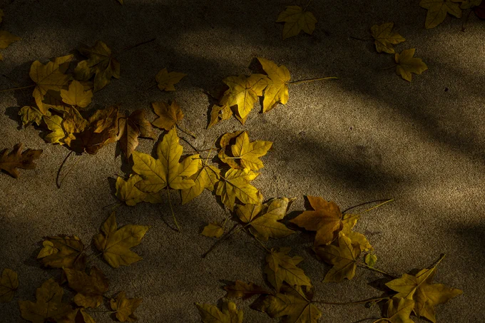 Gold leaves on a sidewalk