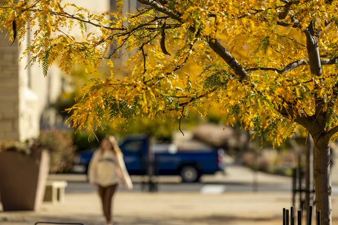 A student walks on a path below fall-colored trees. 