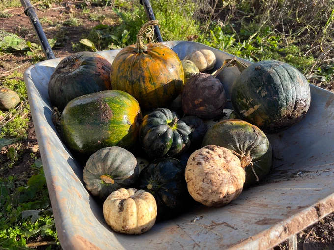 A close-up of a wheelbarrow of various varieties of pumpkins. It's a sunny day.