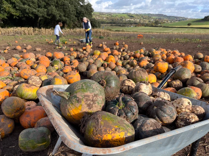 A close up of a wheelbarrow full of pumpkins of various sizes and colours in the foreground. In the background is a pile of many pumpkins and a field beyond. Two volunteers can be seen in the background picking pumpkins.