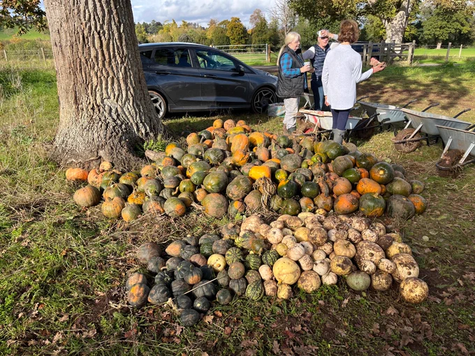 A big pile of pumpkins sorted by size and colour beside an oak tree in a field. In the background, three volunteers stand and chat during a break. It's sunny.