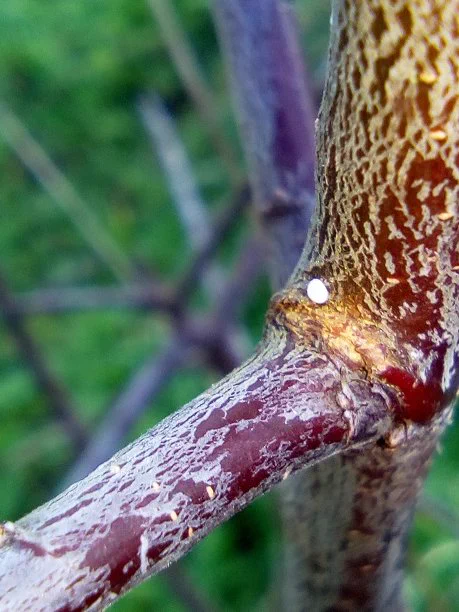Brown Hairstreak egg on blackthorn - Alison Scrase