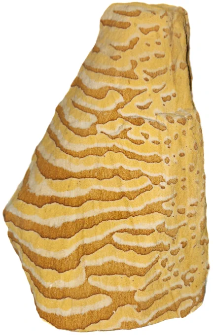 Zebra sandstone from the Geology collection: the banding pattern in this zebra sandstone results from cyclic, alternating deposition; the colors come from red iron oxides and white and yellow quartz sand grains.