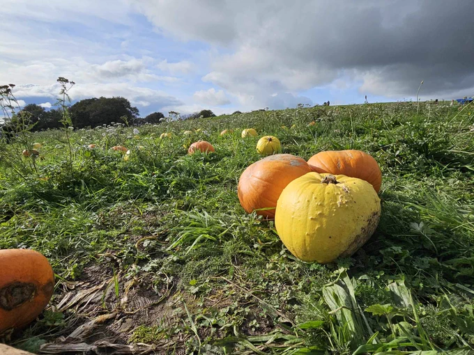 Pumpkins in a field. The ficus is on one yellow pumpkin  with two orange side by side behind it.