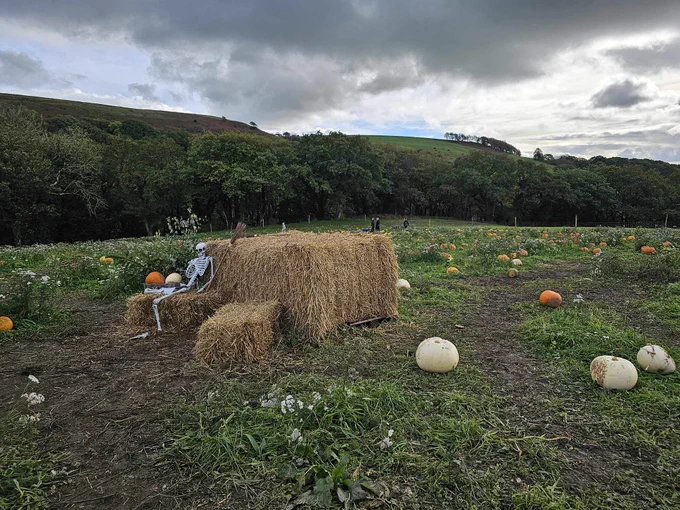 A fake skeleton sitting on straw in the middle of. Pumpkin patch.