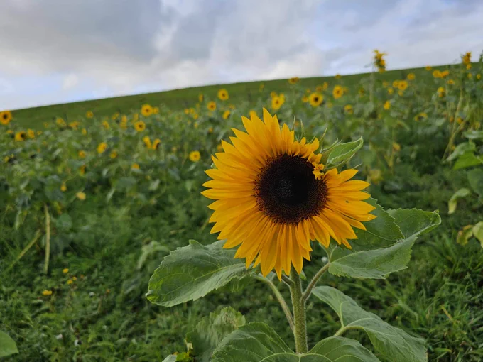 Sunflowers in a field.