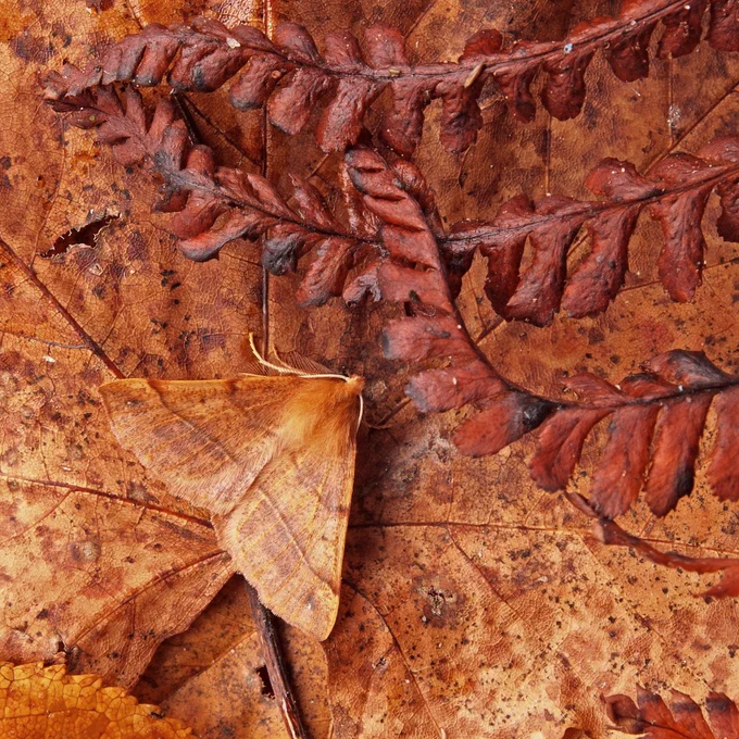 Moth hiding in leaves