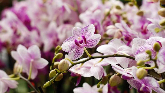 Closeup photo of blooming purple orchids. 