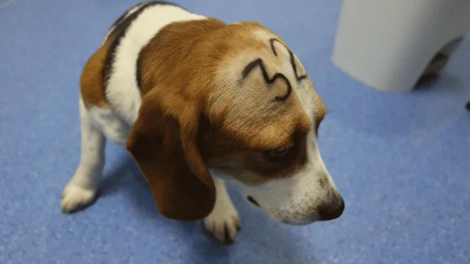 Perro beagle en el laboratorio de Viotecnia de Madrid en 2011 © Cruelty Free International / Carlota Saorsa