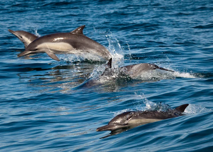 dolphins leaping from water surface