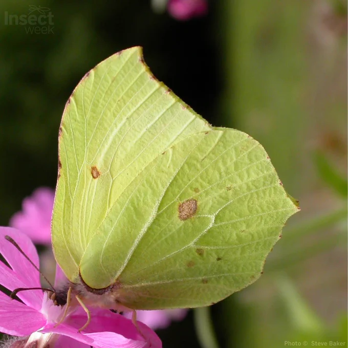 Brimstone butterfly with green leaf-like wings feeding from a pink flower, credit Steve Baker