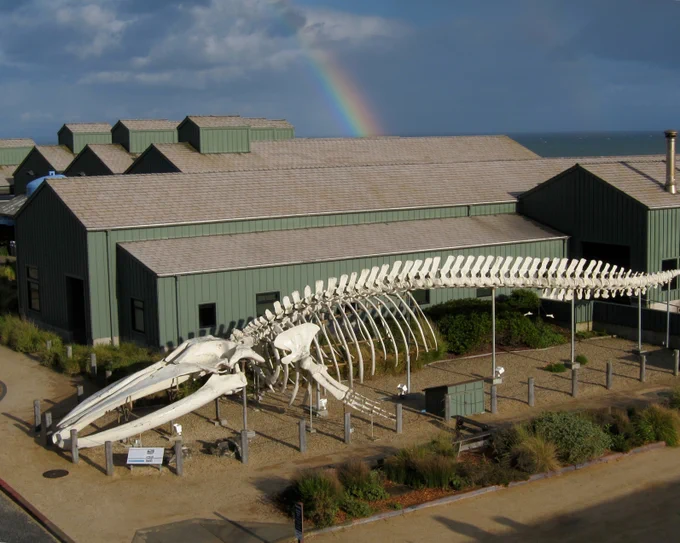Aerial view of the giant blue whale skeleton at the Seymour Center; a rainbow appears in the sky in the background.